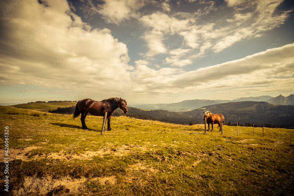 Wide angle shot of Horses gazing at each others, shot near Fribourg, Switzerland Wide angle shot of Horses gazing at each others, shot near Fribourg, Switzerland
