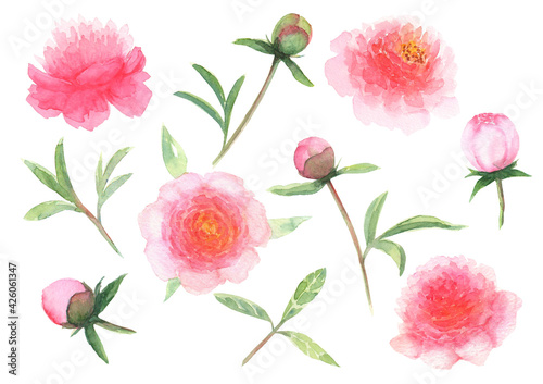 Watercolor pink peony flowers, leaves and buds set