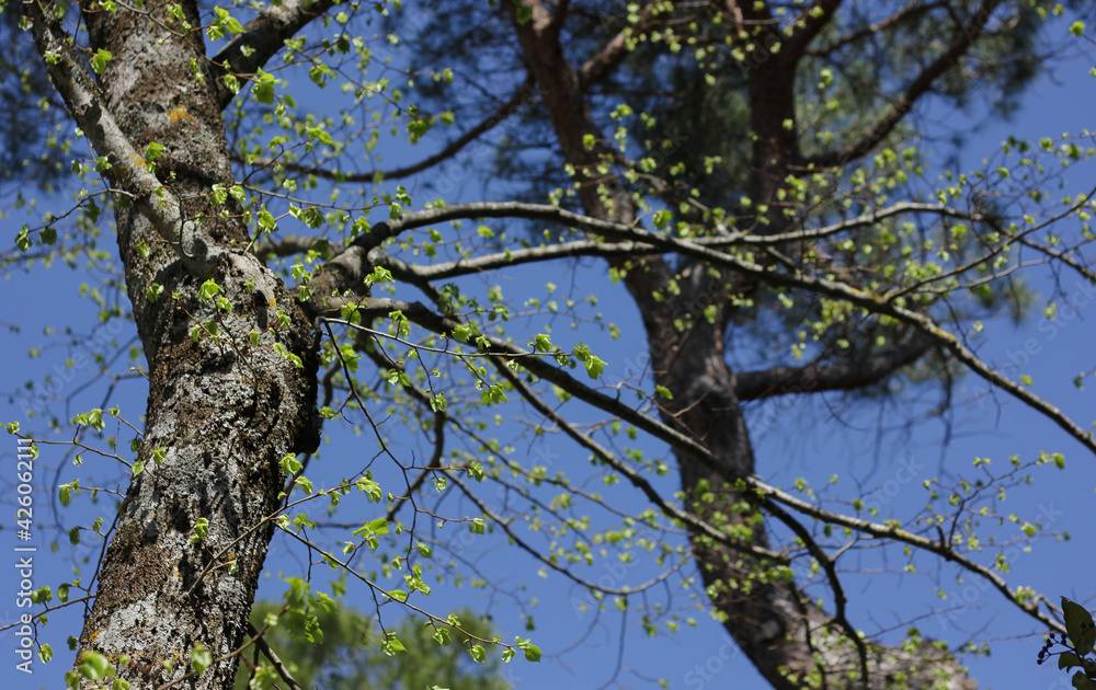 young, spring leaves on a tree against a blue sky 