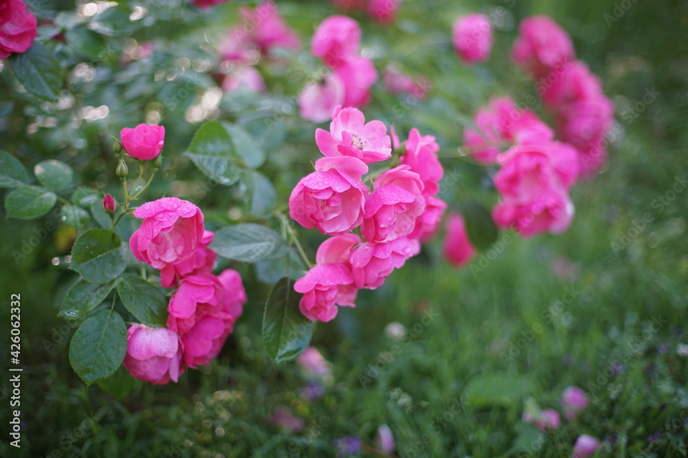 Summer flowers in nature. Summer flowers in nature.