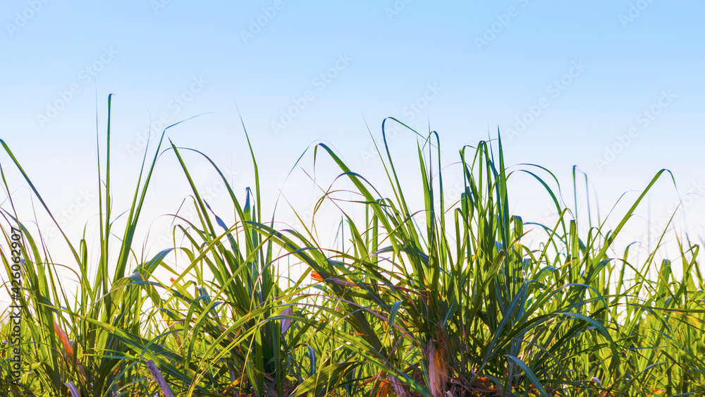 Naklejka premium Sunset over sugar cane field