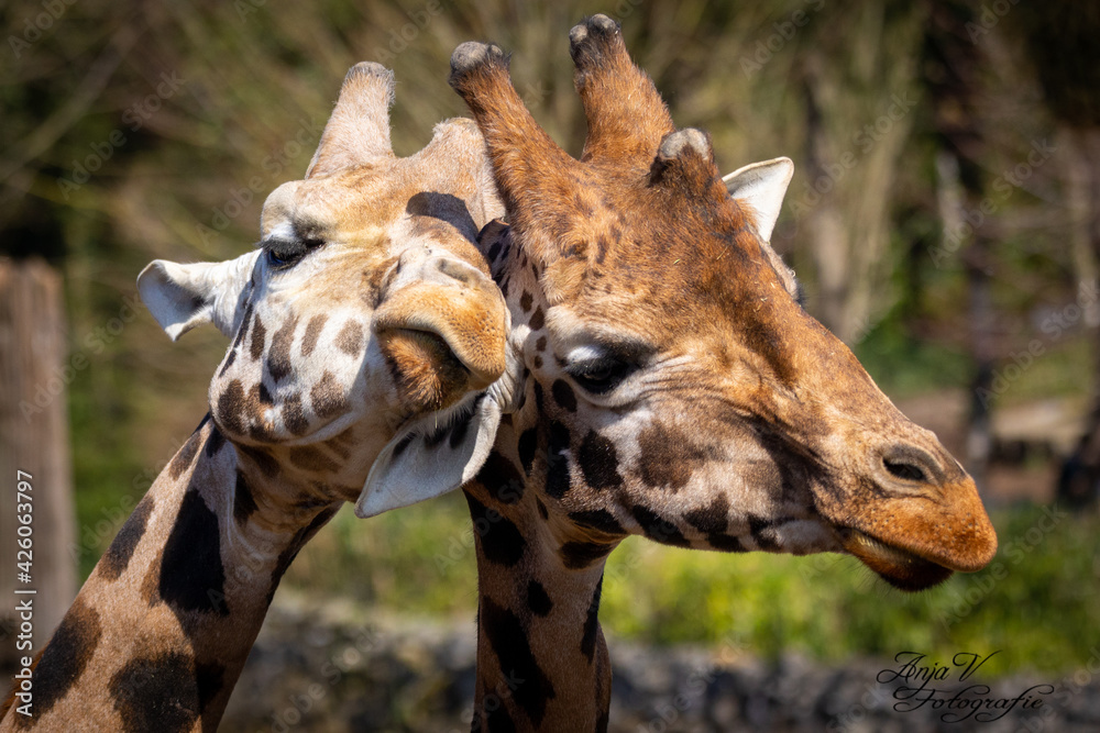 Obraz premium two giraffes in love