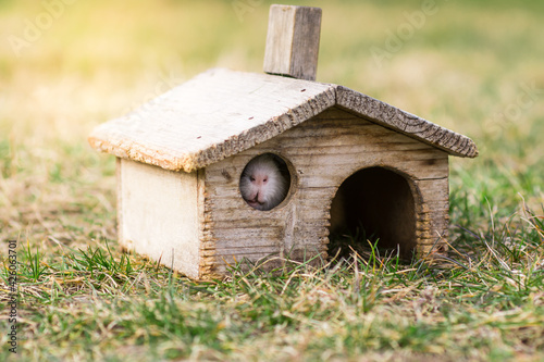 Small wooden house for guinea pig. Redent inhabits old wooden shanty on green grass. 