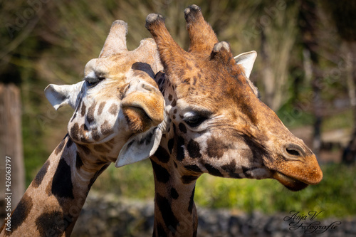 Photography two giraffes in love