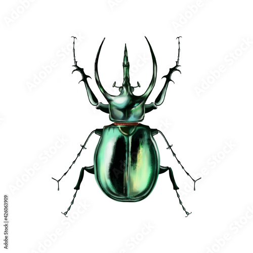 Isolated illustration of the giant scarab beetles