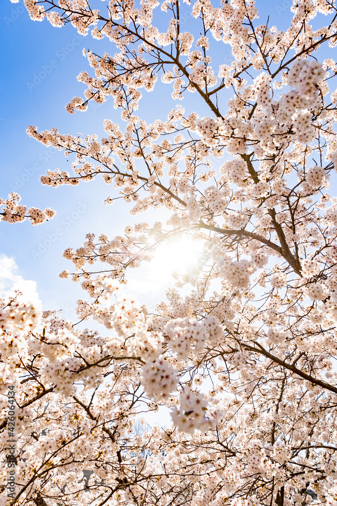 Nahaufnahme von Kirschblüte im Frühling im Park Nahaufnahme von Kirschblüte im Frühling im Park