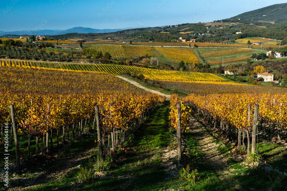 Vineyards in Autumnal colours against a dramatic sky with olive trees behind, Greve in Chianti, Tuscany, Italy Vineyards in Autumnal colours against a dramatic sky with olive trees behind, Greve in Chianti, Tuscany, Italy