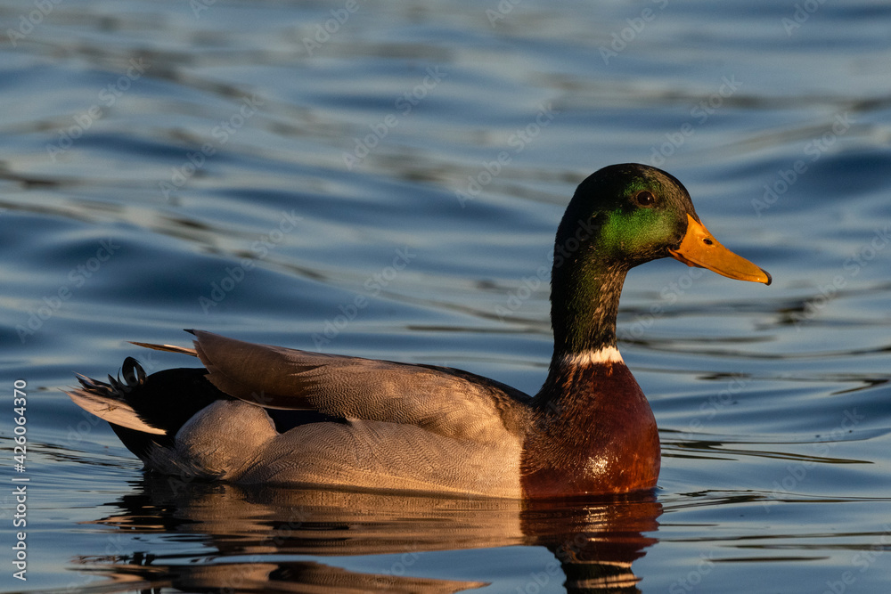 Mallard Duck (Anas platyrhynchos), Lake Varese, Varese, Lombardy, Italy Mallard Duck (Anas platyrhynchos), Lake Varese, Varese, Lombardy, Italy