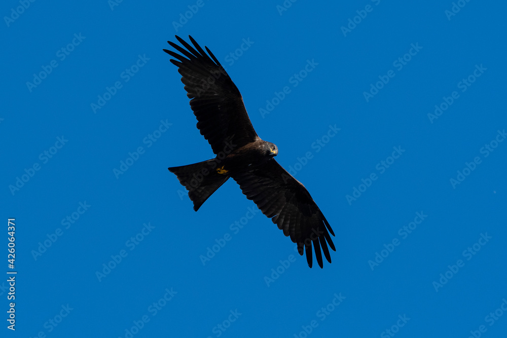 Black kite (Milvus migrans), Lake Varese, Varese, Lombardy, Italy Black kite (Milvus migrans), Lake Varese, Varese, Lombardy, Italy