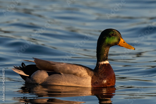 Mallard Duck (Anas platyrhynchos), Lake Varese, Varese, Lombardy, Italy