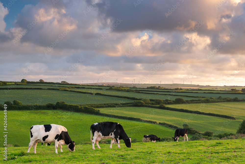 Dairy cattle grazing in a Cornish field at sunset in summer, St. Issey, Cornwall, England, United Kingdom Dairy cattle grazing in a Cornish field at sunset in summer, St. Issey, Cornwall, England, United Kingdom