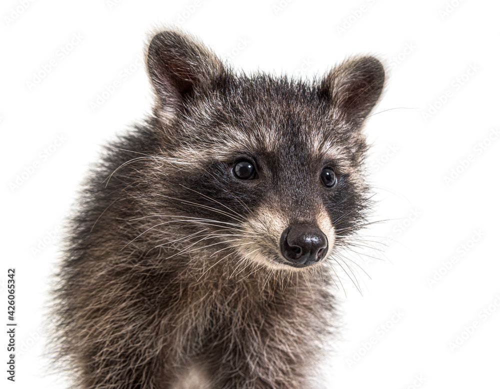 Cute young raccoon portrait, close-up, isolated