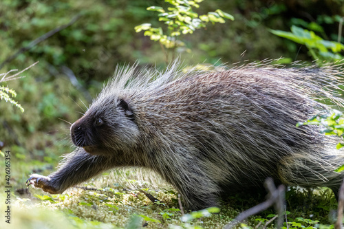 Adult North American porcupine (Erethizon dorsatum), running in Glacier Bay National Park, Alaska, United States of America
