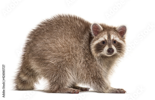 Side view of adult Red Raccoon looking at camera, isolated