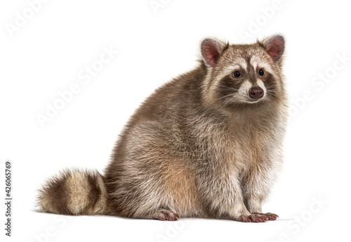 Fototapeta Naklejka Na Ścianę i Meble -  Red Raccoon looking away isolated on white