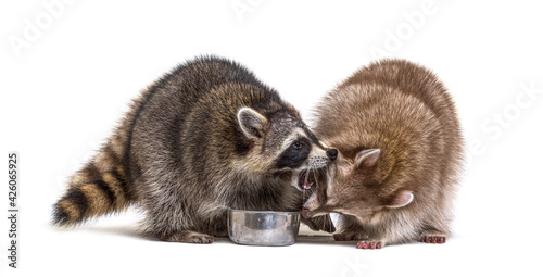Two raccoons fighting to eat from a same dog bowl