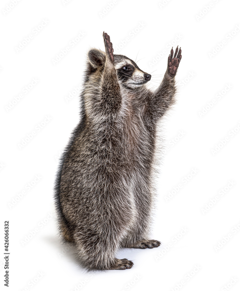 Racoon on hind legs, trying to reaching up Racoon on hind legs, trying to reaching up