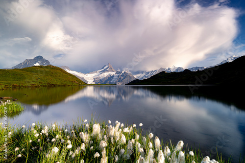 Cotton grass in bloom surrounding Bachalpsee lake and mountains, Grindelwald, Bernese Oberland, Bern Canton, Switzerland