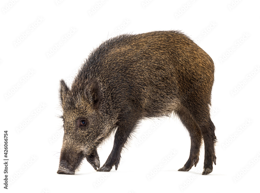 Wild boar looking down, isolated on white Wild boar looking down, isolated on white