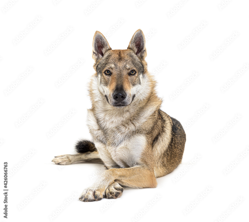 Czechoslovakian Wolfdog looking at the camera, arms crossed, lying in front