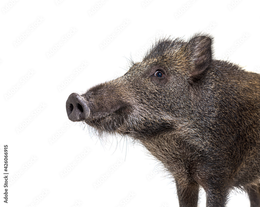 Portrait, head shot of a Wild boar, isolated on white Portrait, head shot of a Wild boar, isolated on white