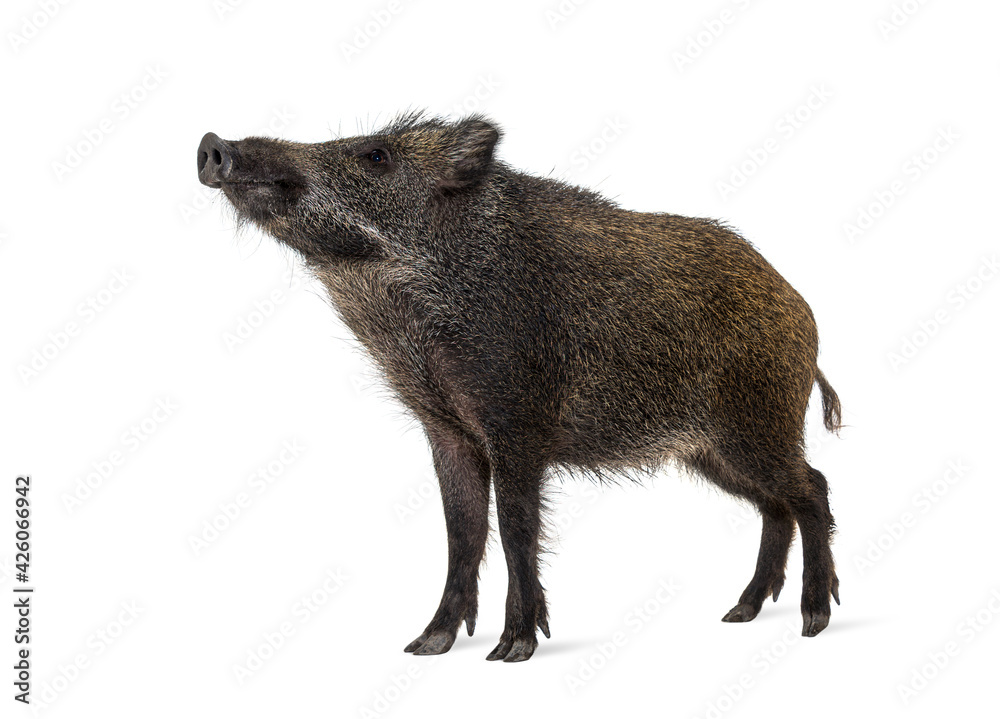 Wild boar looking up, isolated on white - obrazy, fototapety, plakaty 