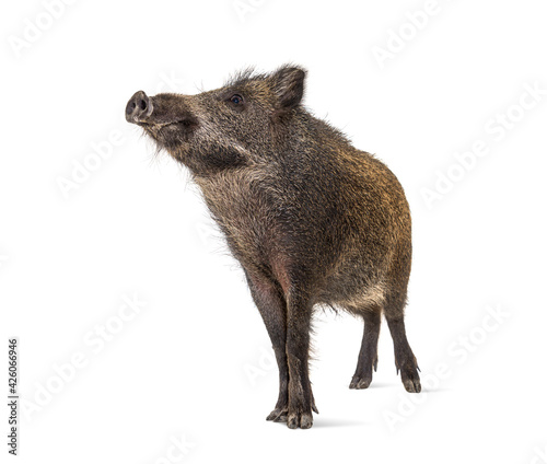 Wild boar looking up, isolated on white © Eric Isselée