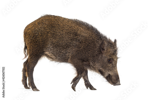 Photography Wild boar, walking, looking down and sniffing the ground, isolated on white