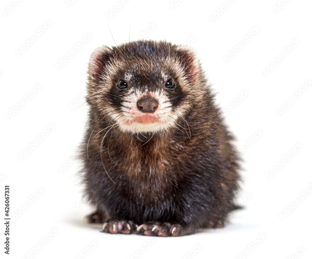 European polecat facing and looking at the camera, isolated European polecat facing and looking at the camera, isolated