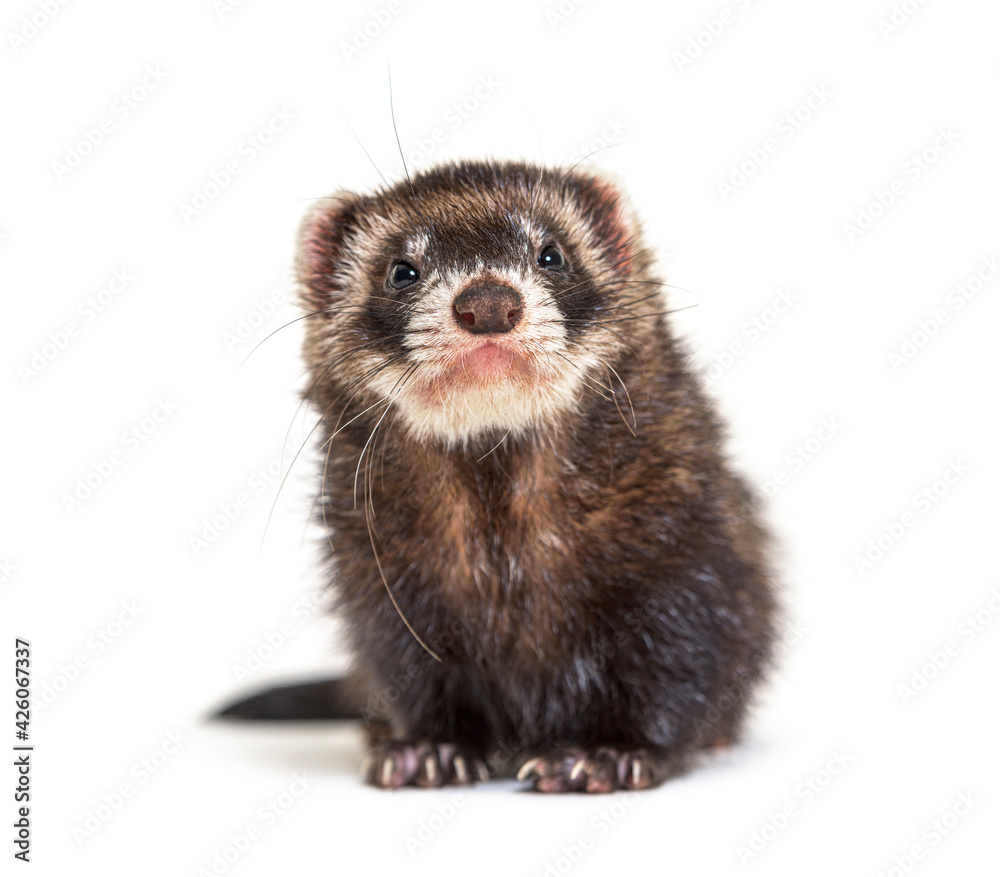 European polecat facing and looking at the camera, isolated European polecat facing and looking at the camera, isolated