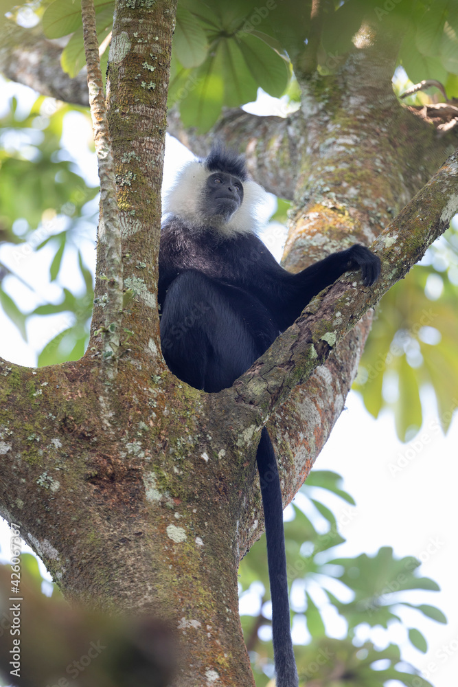 Obraz premium colobus monkey