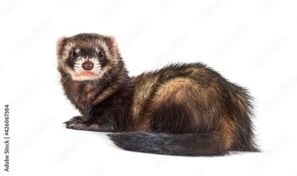 Back view of a European polecat looking back. Wild ferret Back view of a European polecat looking back. Wild ferret