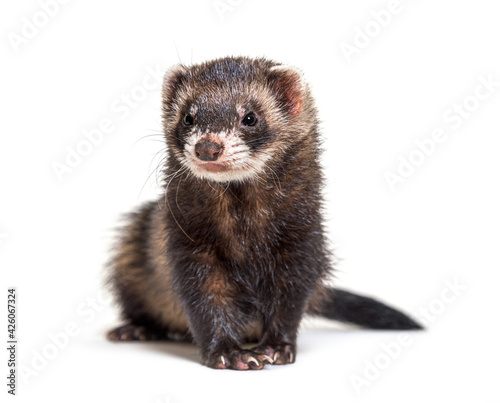 European polecat looking away, in front of a white background, isolated