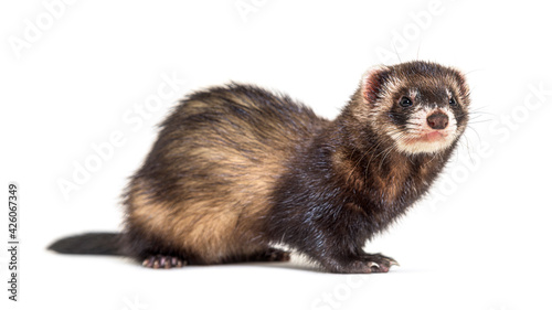 Canvastavla European polecat looking away, isolated