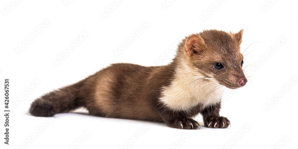 Beech marten looking down, isolated on white Beech marten looking down, isolated on white