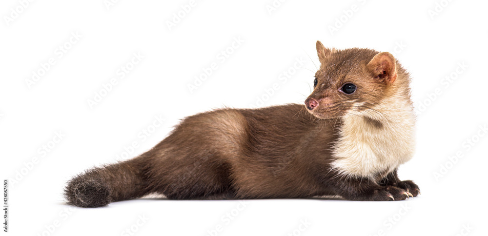 Fototapeta premium Beech marten looking away, isolated on white