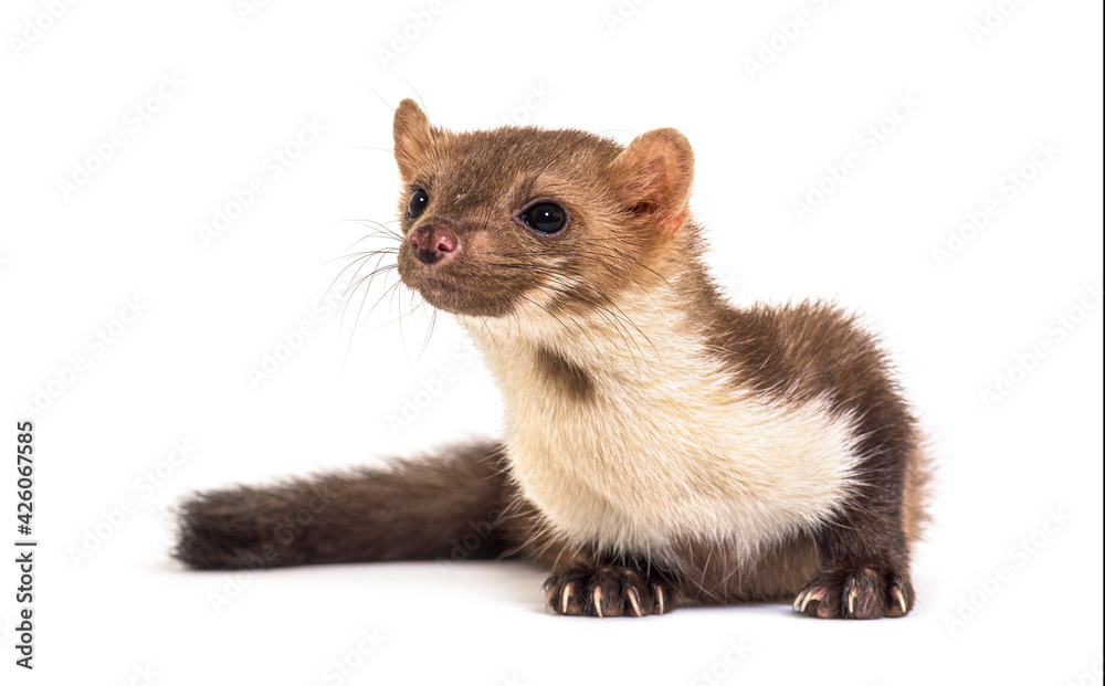 Beech marten looking away, isolated on white Beech marten looking away, isolated on white