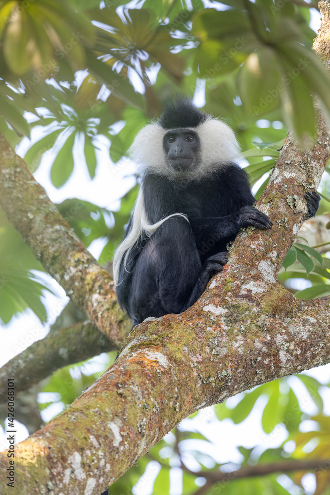 Obraz premium colobus monkey