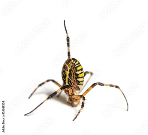 Wasp spider in distress hanging from its web, in a weird position