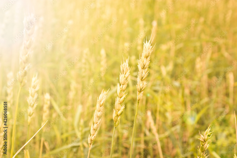 Wheat ears, autumn landscape, golden cereal seeds. Wheat ears, autumn landscape, golden cereal seeds.