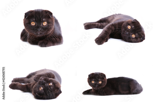 Set of black cat british shorthair with yellow eyes on white background