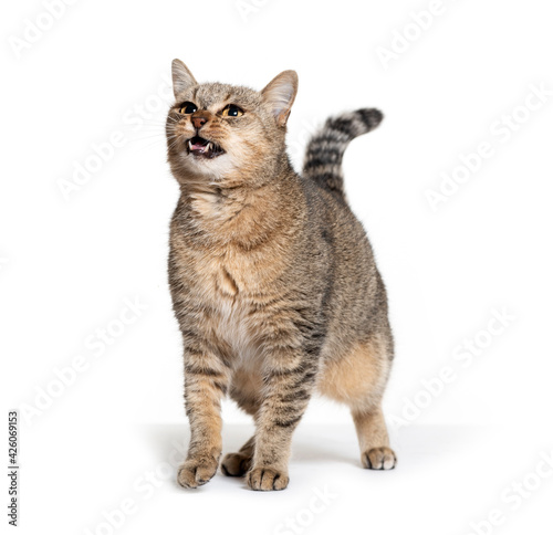 Old Crossbreed cat looking angry, isolated