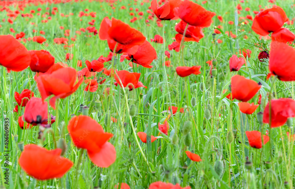 Obraz premium Papaverales - Red Poppy Flower