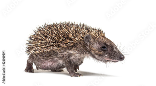 Walking Young European hedgehog looking at the camera  isolated on white