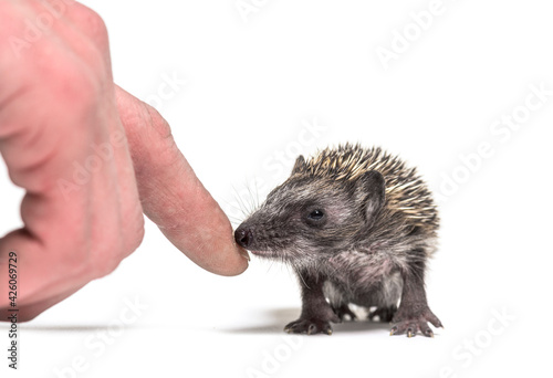 Human hand touching a Young European hedgehog to rescue it