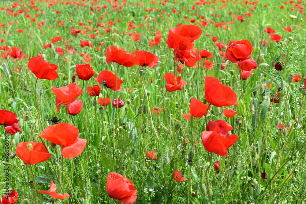 Fototapeta premium Papaverales - Red Poppy Flower