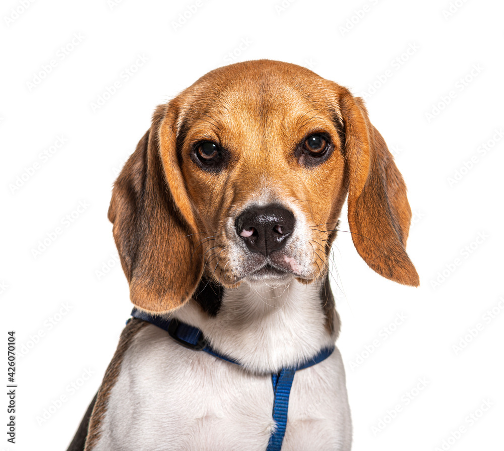 Head shot, portrait of Beagle dog  wearing a blue harness, isolated