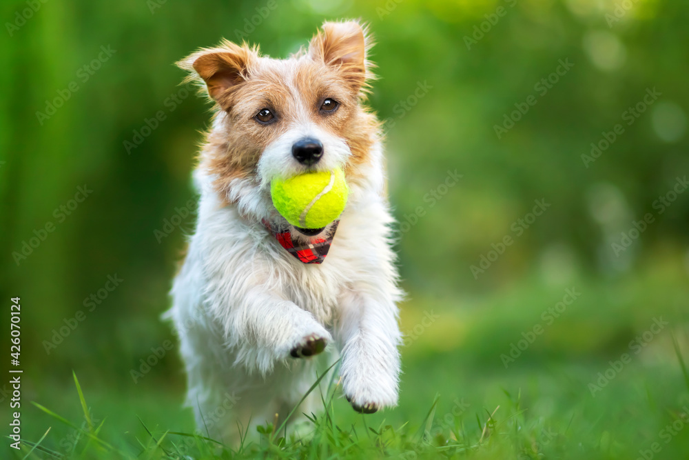 Fluffy playful happy cute dog puppy running, playing with a ball in the grass. Spring, summer walking, pet love concept.
