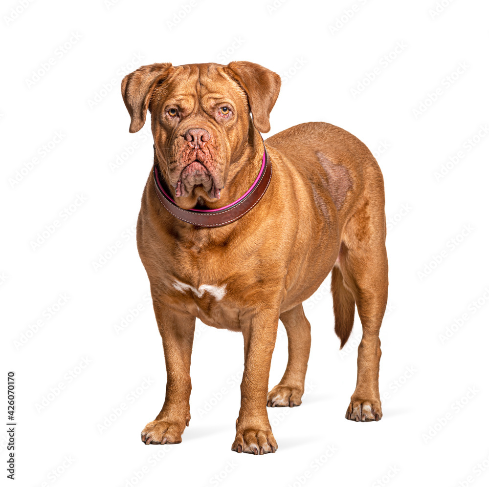 Dogue de Bordeaux standing in front, isolated Dogue de Bordeaux standing in front, isolated