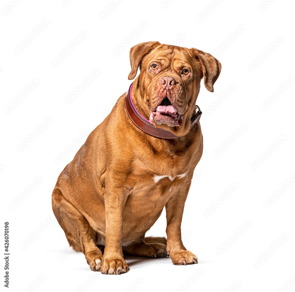 Dogue de Bordeaux wearing a brown collar dog sitting in front, isolated